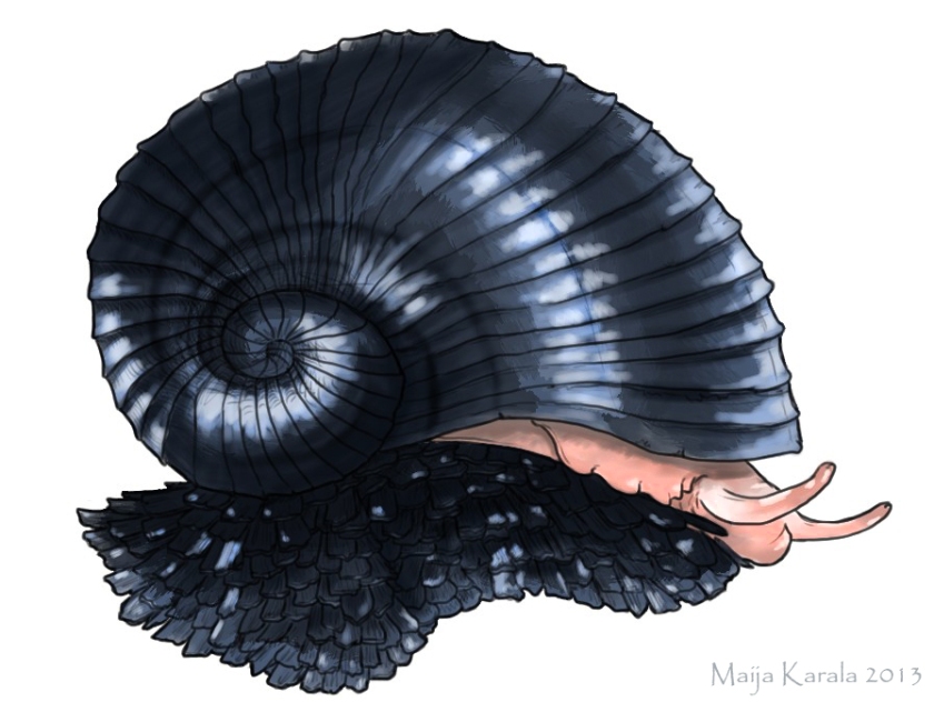 crysomallon squamiferum scaly-footed gastropod maija karala