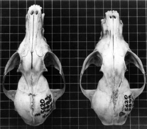 fox skulls normal & domesticated