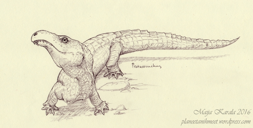 proterosuchus_pienempi