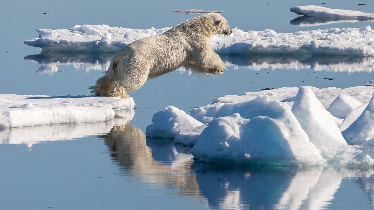 Polar_bear_(Ursus_maritimus)_in_the_drift_ice_region_north_of_Svalbard